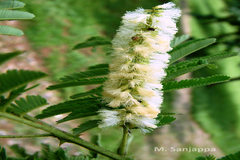 Acacia catechu